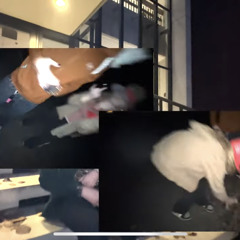 dennis rodman 🏀 *MUSiC ViDEO ONLiNE @CROWBOYTV YOUTUBE* prod kashfirst