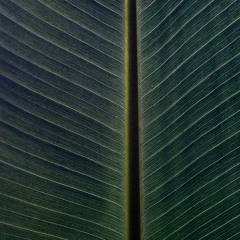 DUB I DUBA Live Mix 2024.1.20