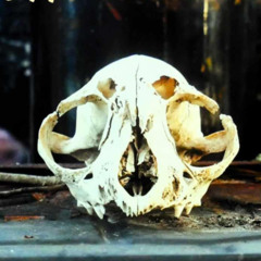 XplainLuxury - Bonne' Dezef