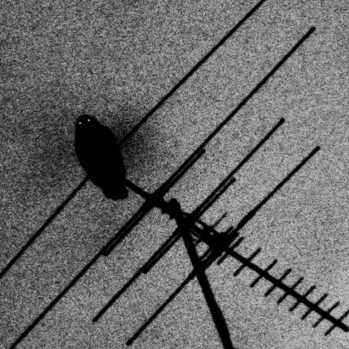 POLARITY