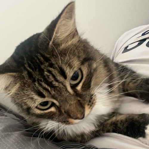 ##p4ck (DJ SYDNEY EXCLUSIVE)