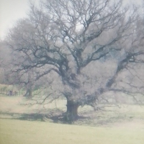(live cover) Green Green Grass of Home.(putman).mp3