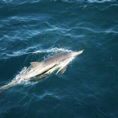 Review Special Price Private Family Whale & Dolphin Adventure In San Diego