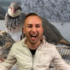 Straight Dj - Partridge