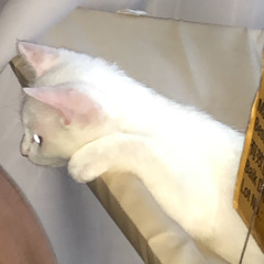 Only you & nx4our & zeferly