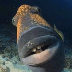 LilCodyIsDead!•TangLam $demo$ 隨心能戰勝一切