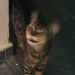 SENTIMENTOS... EM MEU PEITO EU TENHO DEMAIS...