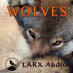 Wolves demo stereo natural dynamics