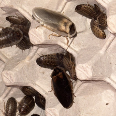 Five5's Sauce (SoundCloud Version)