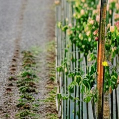 Few Options More To Live