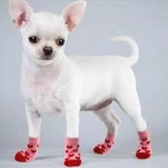 Small Sox