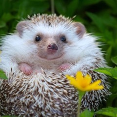 The Hedgehog Song