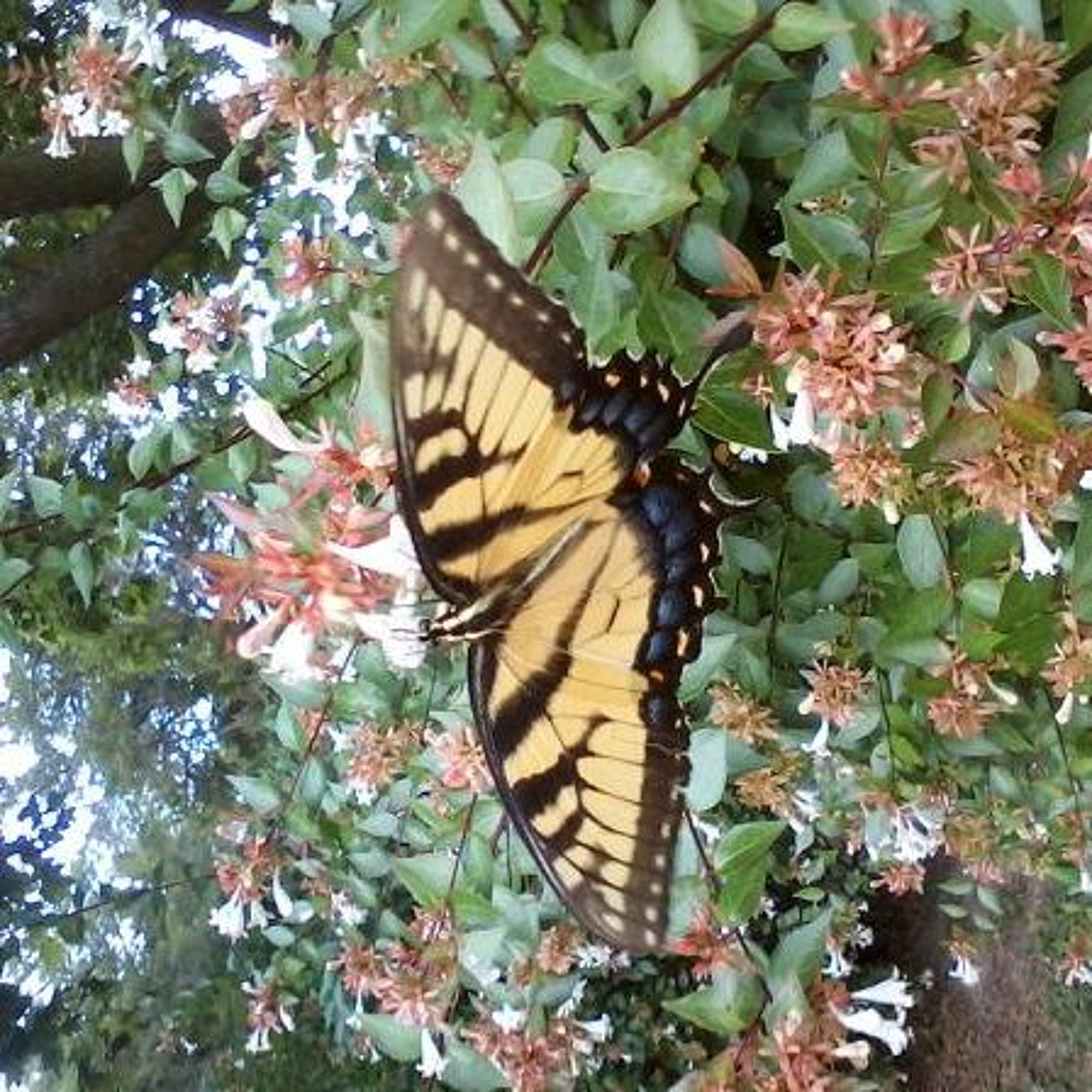 James d. Birch - Random Sound Of The Day 03.10.20 - The Butterfly Mural episode artwork