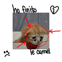 Paolo Cremonini - Ho finito le Camel