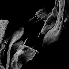 Track Premiere | AXA 'Universal String' (Free Sequence)