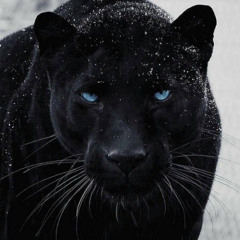H O U S E -  OF -  THE -  PUMA   -  TIME  LEGACY