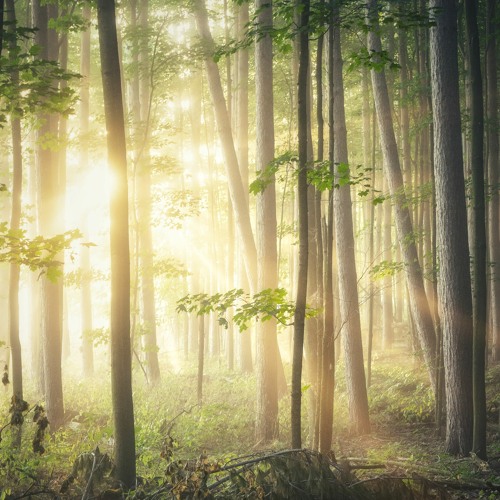 Stream Produce Like A Pro Forest Glow Remix Danny Truong by Danzo