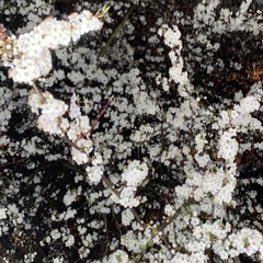 fall asleep in the bando (ft. purple b)