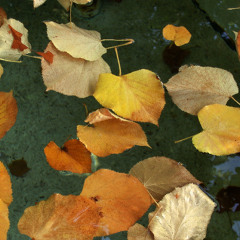 Autumn rain