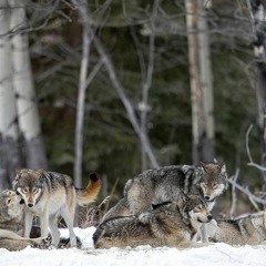 DaneVonHagen - Find The One