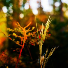 Prelude For Organ And Horns