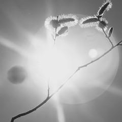 FATA MORGANA /modular ambient/ - MOATRAX