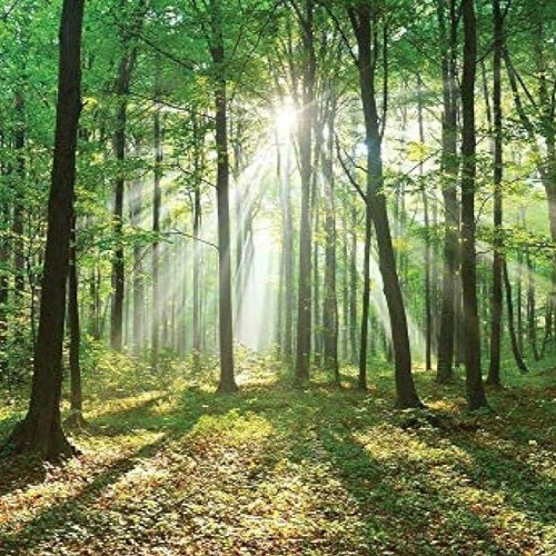 Organic Prog Vibes