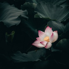 Heart Space - Somatic Self-Compassion Meditation