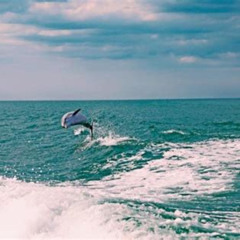 Review Special Price Sand Dollar Island Dolphin Tour