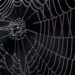 Spidersweb.mp3