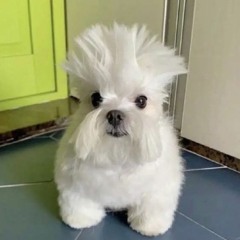 1CANTHAVEIT (1SCAM FLIP)