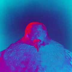 Three Angry Birds (Original Mix)