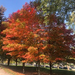 The Falling Leaves (recorded in Joshua Tree 2024)