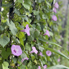 Morning Glory (unplugged)