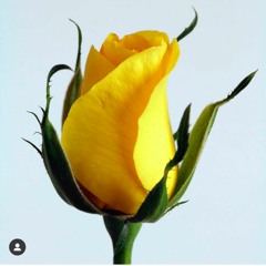 Stephanie Ann Boyd: Yellow Rose (2020)--"World Premiere"