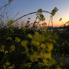 The Butterfly
