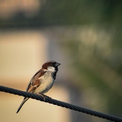 Paul Alan Morris - Little Sparrow