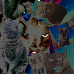 Cat Cat Cat