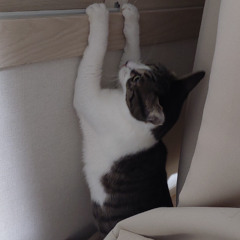 총총총 뛰어오는 고양이 Bouncy Whiskers