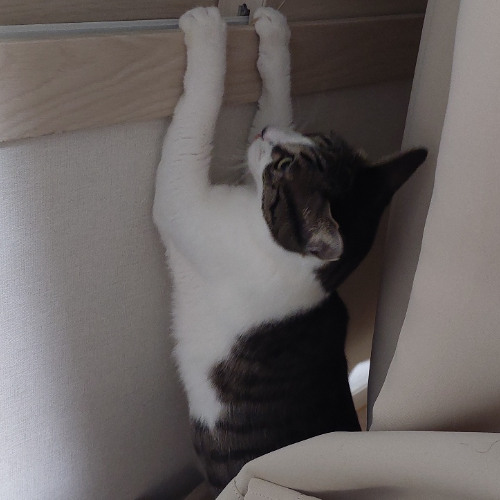 총총총 뛰어오는 고양이 Bouncy Whiskers