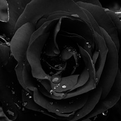 LS - Rose noir