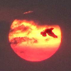 EL MUNDO SE ACABA ESTE VERANO