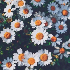 gole bavine | گل باوینه