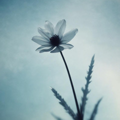 Accroche toi aux nuages