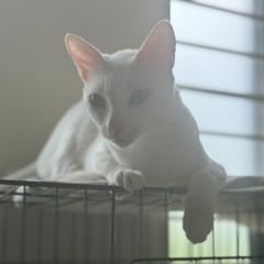 Mingming (original) - demo