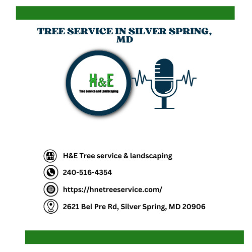 can-tree-removal-affect-property-value-silver-spring-md