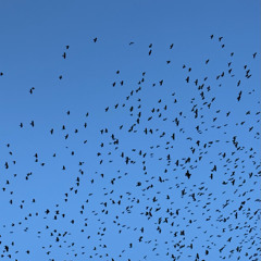 Lemons To Lychees, Apricots To Guavas • Ornithology  w/ Nicolas Malevitsis & Kyriakos Plsds (03.12.2025)