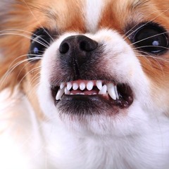 SPECIAL CHIEN LA CASSE DJ LENKS  2024