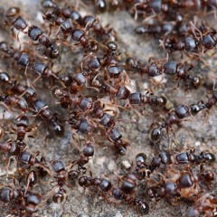 Impakted Idiocy (the noise in our heads) (5-4-2025)