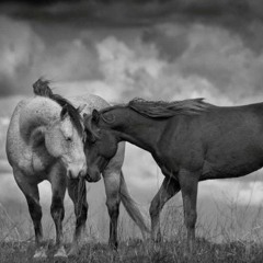 Rojda - Gülbahar [Official Music.mp3